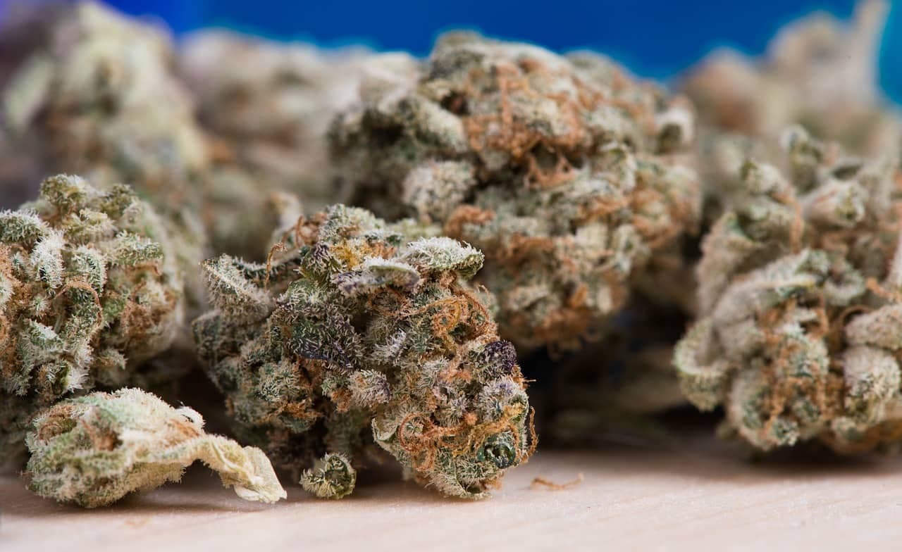 Welcher Strain passt zu dir? – Cannabissamen kaufen legal in Deutschland