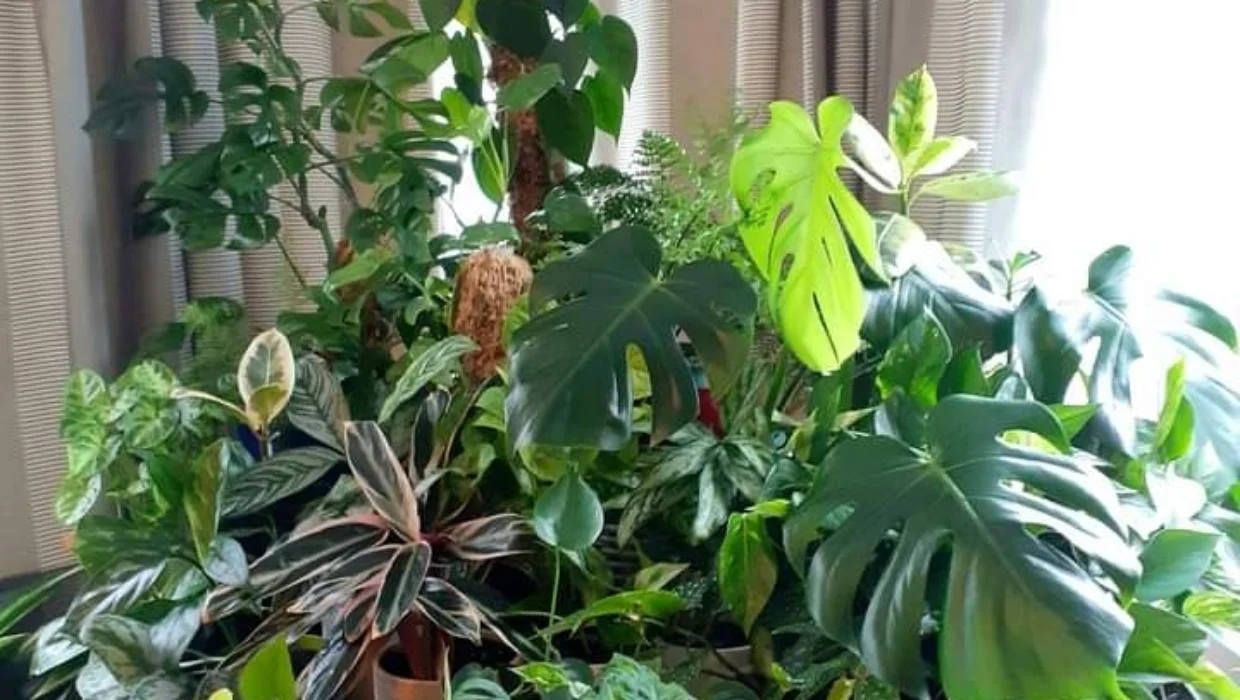 Blumen und Pflanzen verschönern dein Zuhause – Bei Pflanze2Go kaufen