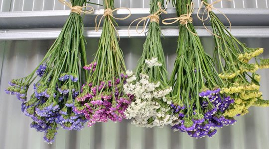 Blumen trocknen leicht gemacht: Die besten Techniken für wunderschöne Trockenblumen