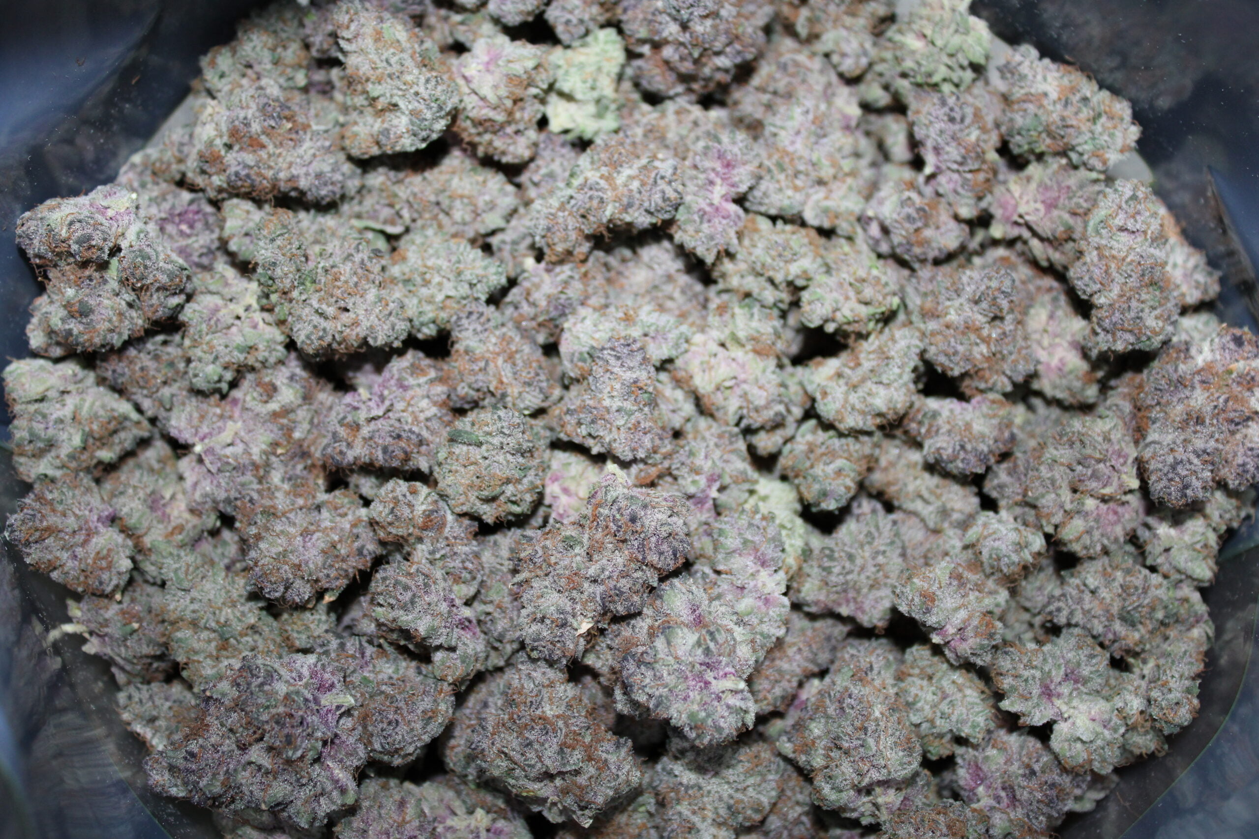 Cali Weed and Vapes präsentiert Tropicana Cherry – pure Qualität