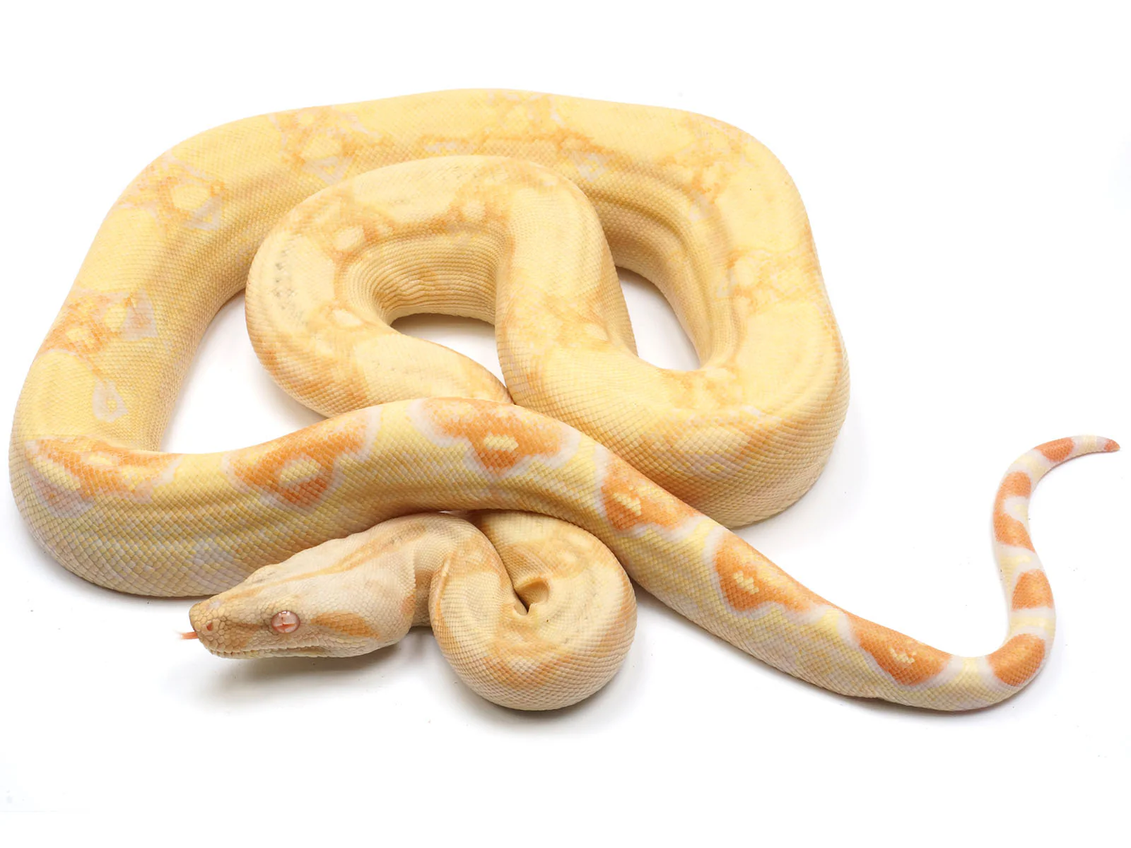 The Fascinating History of the Snake with Legs: Evolution and Myths